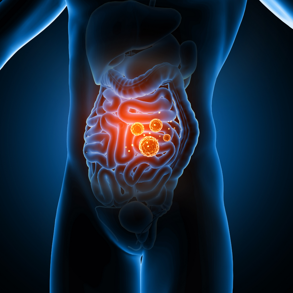 How do Probiotics Improve Digestion and Gut Health